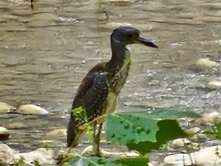 Riverbend on the Frio River