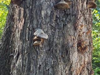 Riverbend on the Frio River