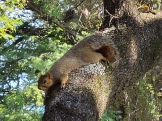 Riverbend on the Frio River